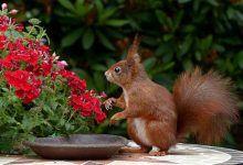 盲派与子平八字之间的关系、异同，如何结合？